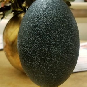 Emu eggshell excellent condition